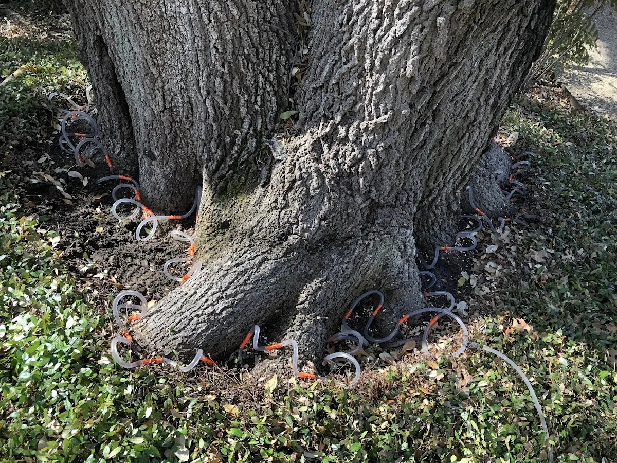 Detailed Tree Cabling and Bracing job site in Silver Bay